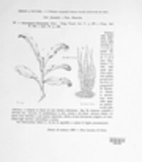 Cercospora cheiranthi image